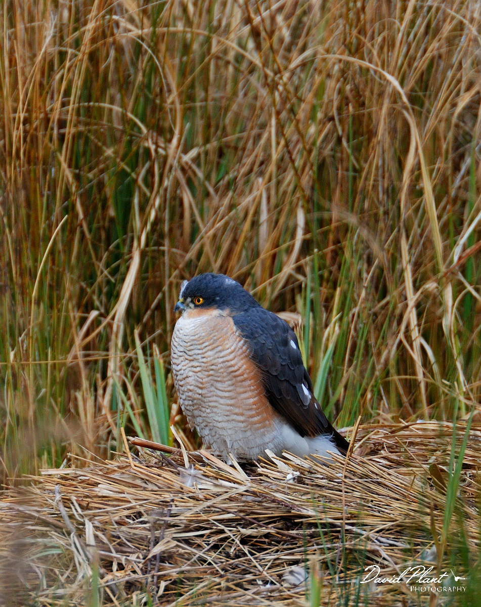 David Plant Photography - Wildlife Photographer - Sparrowhawk male - A.jpg - Sparrowhawk, male - Slimbridge