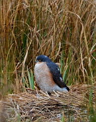 David Plant Photography - Wildlife Photographer - Sparrowhawk male - A