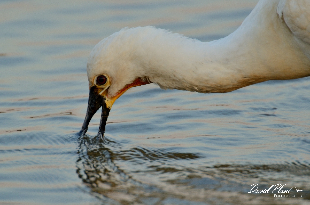 David Plant Photography - Wildlife Photography - Spoonbill - B.jpg - Spoonbill head feeding - Norfolk