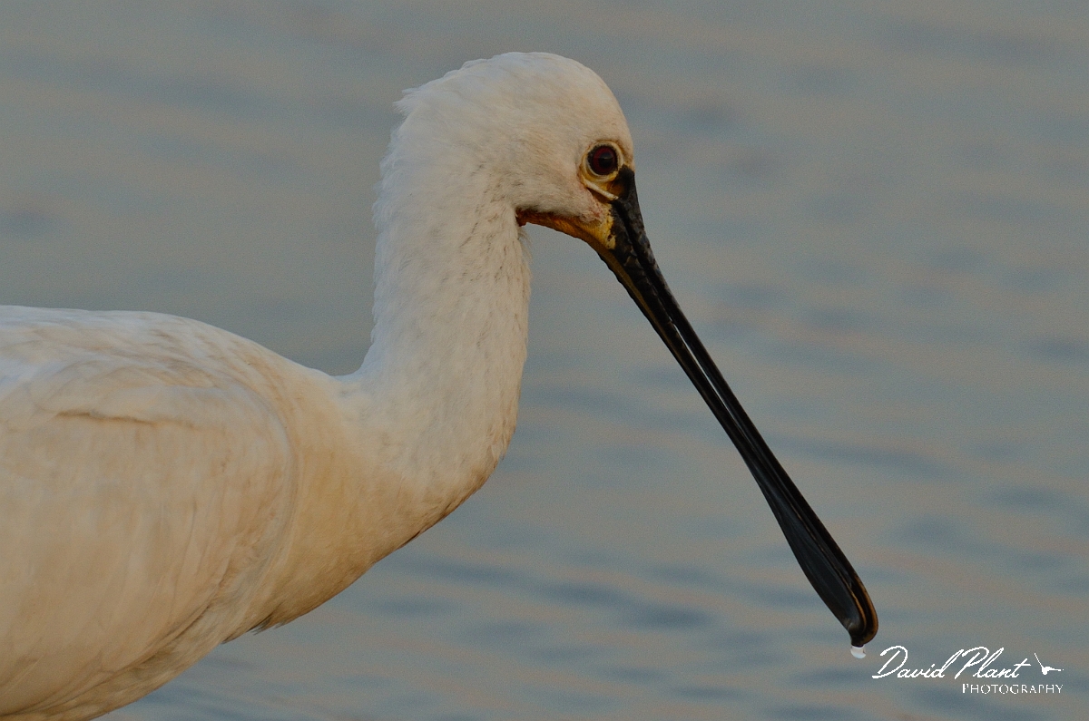 David Plant Photography - Wildlife Photography - Spoonbill - C.jpg - Spoonbill head - Norfolk