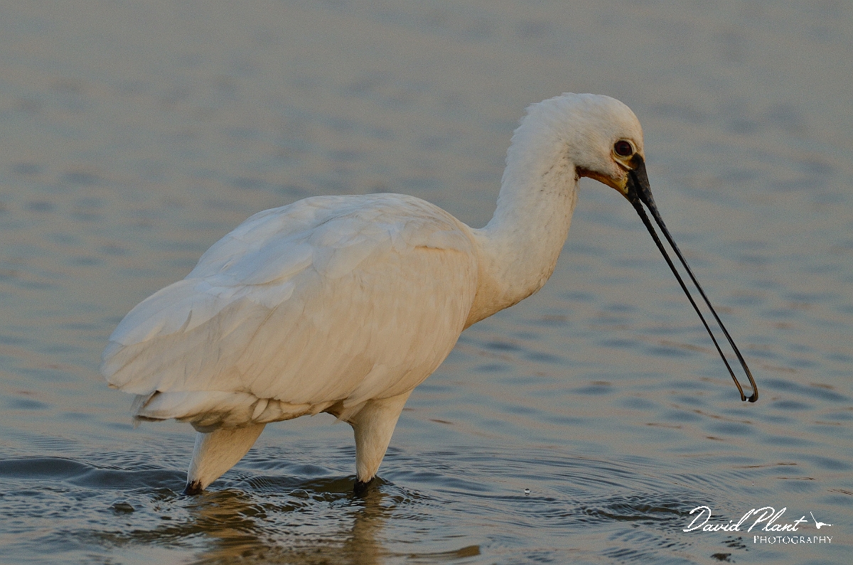 David Plant Photography - Wildlife Photography - Spoonbill - D.jpg - Spoonbill - Norfolk