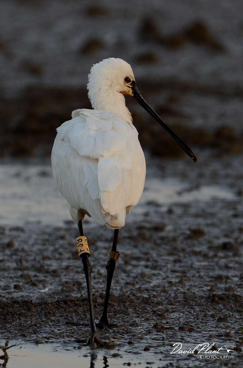 David Plant Photography - Wildlife Photography - Spoonbill - E.jpg - Spoonbill at dusk - Norfolk