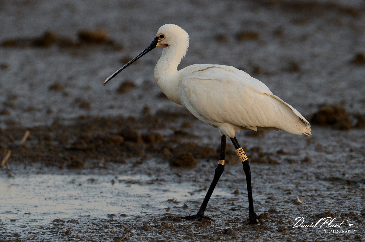 David Plant Photography - Wildlife Photography - Spoonbill - F.jpg - Spoonbill walking on mud - Norfolk
