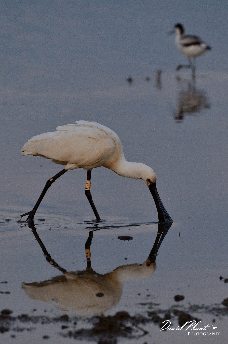 David Plant Photography - Wildlife Photography - Spoonbill - G.jpg - Spoonbill head feeding - Norfolk