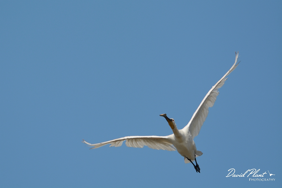David Plant Photography - Wildlife Photography - Spoonbill - I.jpg - Spoonbill inflight - Norfolk