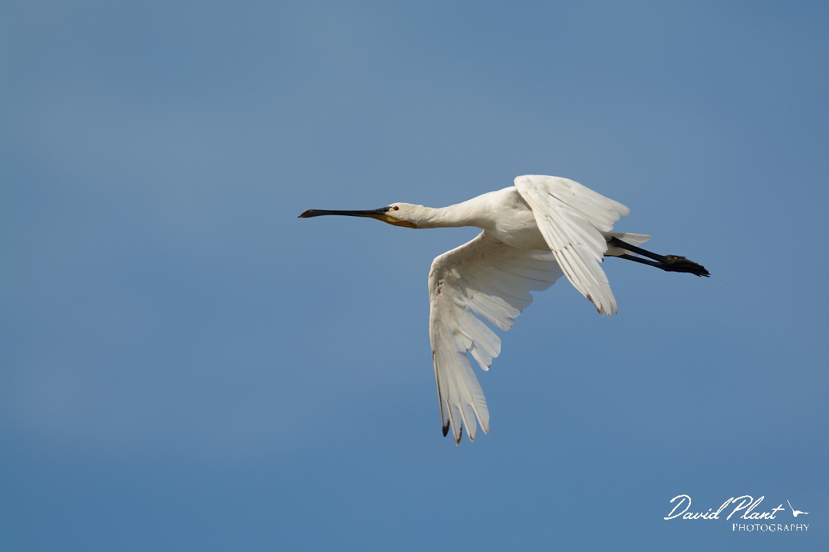 David Plant Photography - Wildlife Photography - Spoonbill - J.jpg - Spoonbill inflight - Norfolk