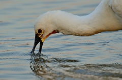 David Plant Photography - Wildlife Photography - Spoonbill - B