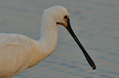 David Plant Photography - Wildlife Photography - Spoonbill - C