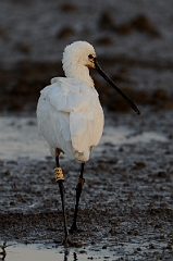 David Plant Photography - Wildlife Photography - Spoonbill - E