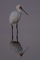David Plant Photography - Wildlife Photography - Spoonbill - H