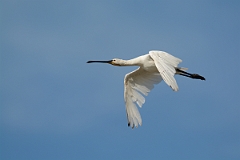David Plant Photography - Wildlife Photography - Spoonbill - J