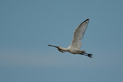 David Plant Photography - Wildlife Photography - Spoonbill - L