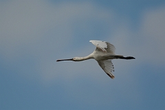 David Plant Photography - Wildlife Photography - Spoonbill - M