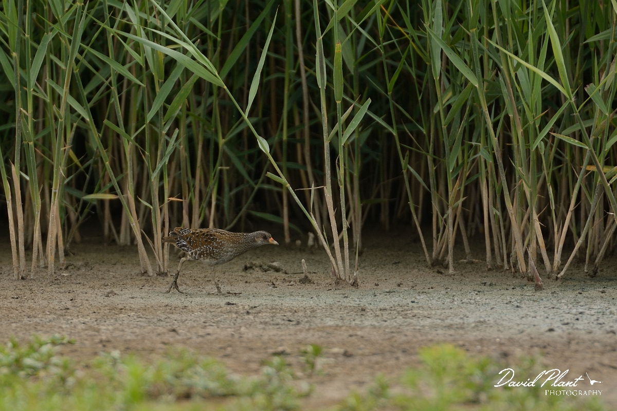 David Plant Photography - Wildlife Photography - Spotted crake - A.jpg - Spotted crake - Norfolk