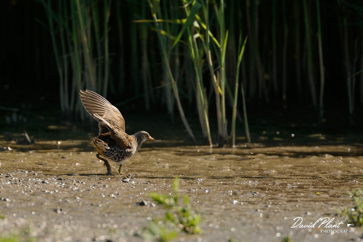David Plant Photography - Wildlife Photography - Spotted crake - D.jpg - Spotted crake flapping wings - Norfolk