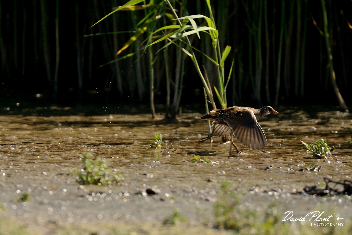 David Plant Photography - Wildlife Photography - Spotted crake - E.jpg - Spotted crake running - Norfolk