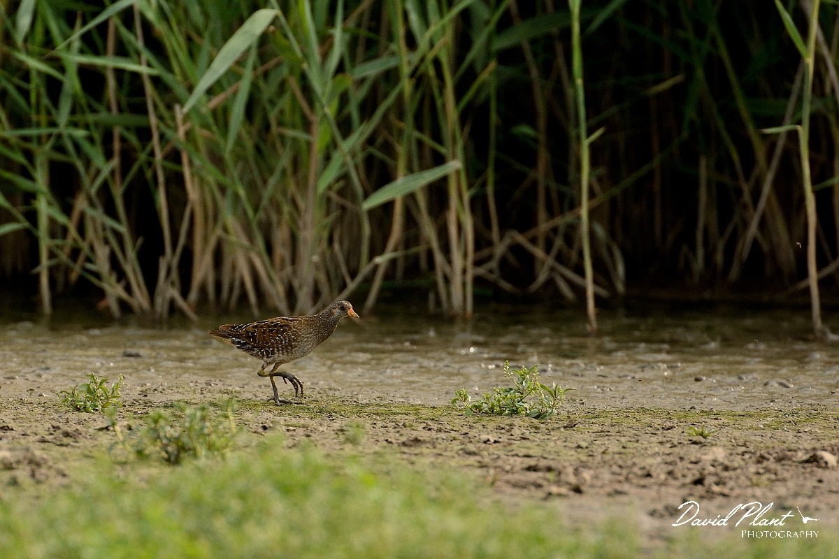 David Plant Photography - Wildlife Photography - Spotted crake - F.jpg - Spotted crake - Norfolk