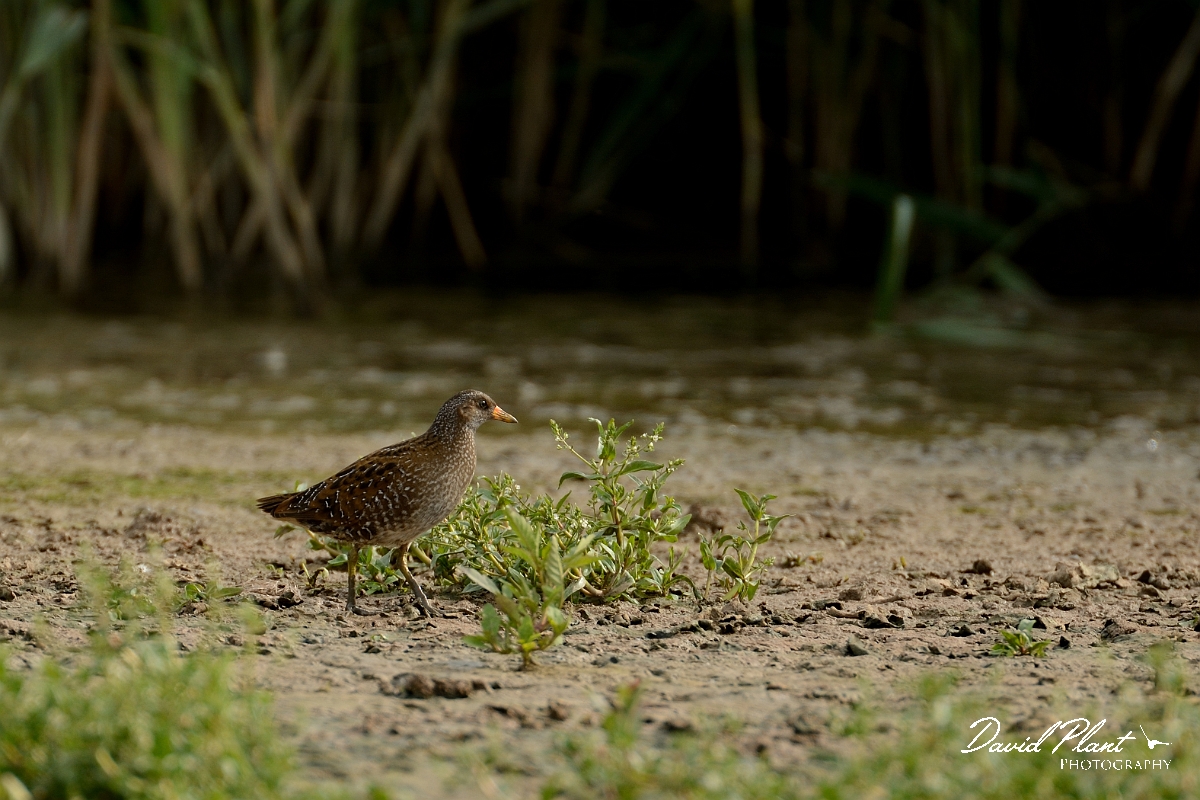David Plant Photography - Wildlife Photography - Spotted crake - G.jpg - Spotted crake - Norfolk