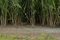 David Plant Photography - Wildlife Photography - Spotted crake - A