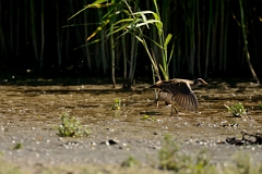 David Plant Photography - Wildlife Photography - Spotted crake - E