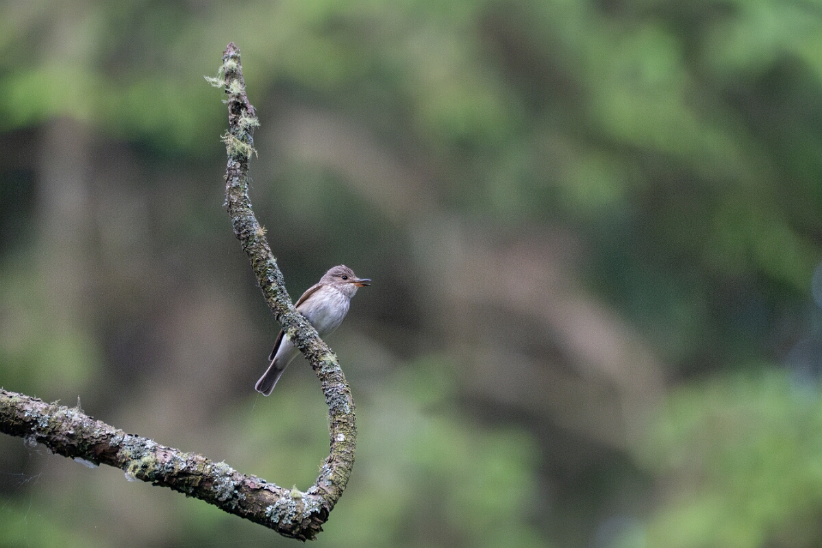 David Plant Photography - Wildlife Photography - Spotted flycatcher - D.jpg - Spotted flycatcher - Cornwall