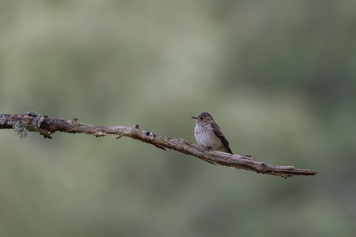 David Plant Photography - Wildlife Photography - Spotted flycatcher - G.jpg - Spotted flycatcher - Cairngorms