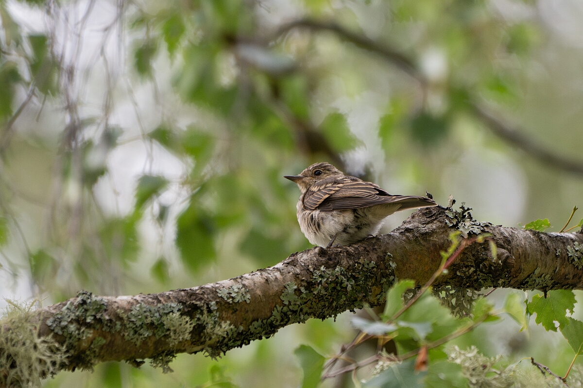 David Plant Photography - Wildlife Photography - Spotted flycatcher - I.jpg - Spotted flycatcher - Cairngorms