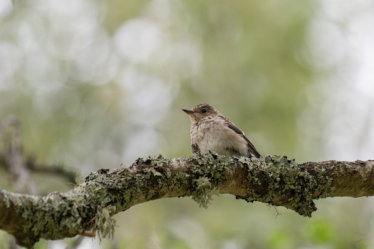 David Plant Photography - Wildlife Photography - Spotted flycatcher - J.jpg - Spotted flycatcher - Cairngorms