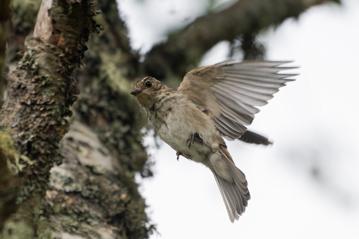 David Plant Photography - Wildlife Photography - Spotted flycatcher - K.jpg - Spotted flycatcher - Cairngorms