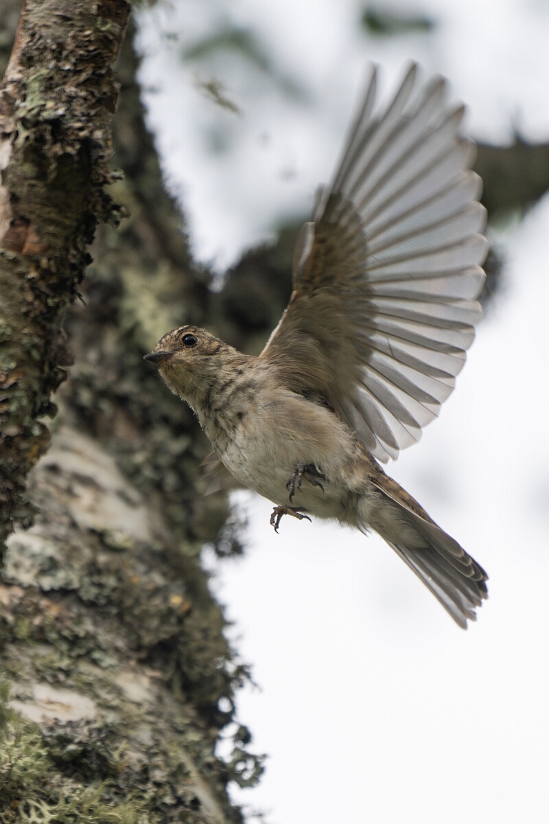 David Plant Photography - Wildlife Photography - Spotted flycatcher - L.jpg - Spotted flycatcher - Cairngorms