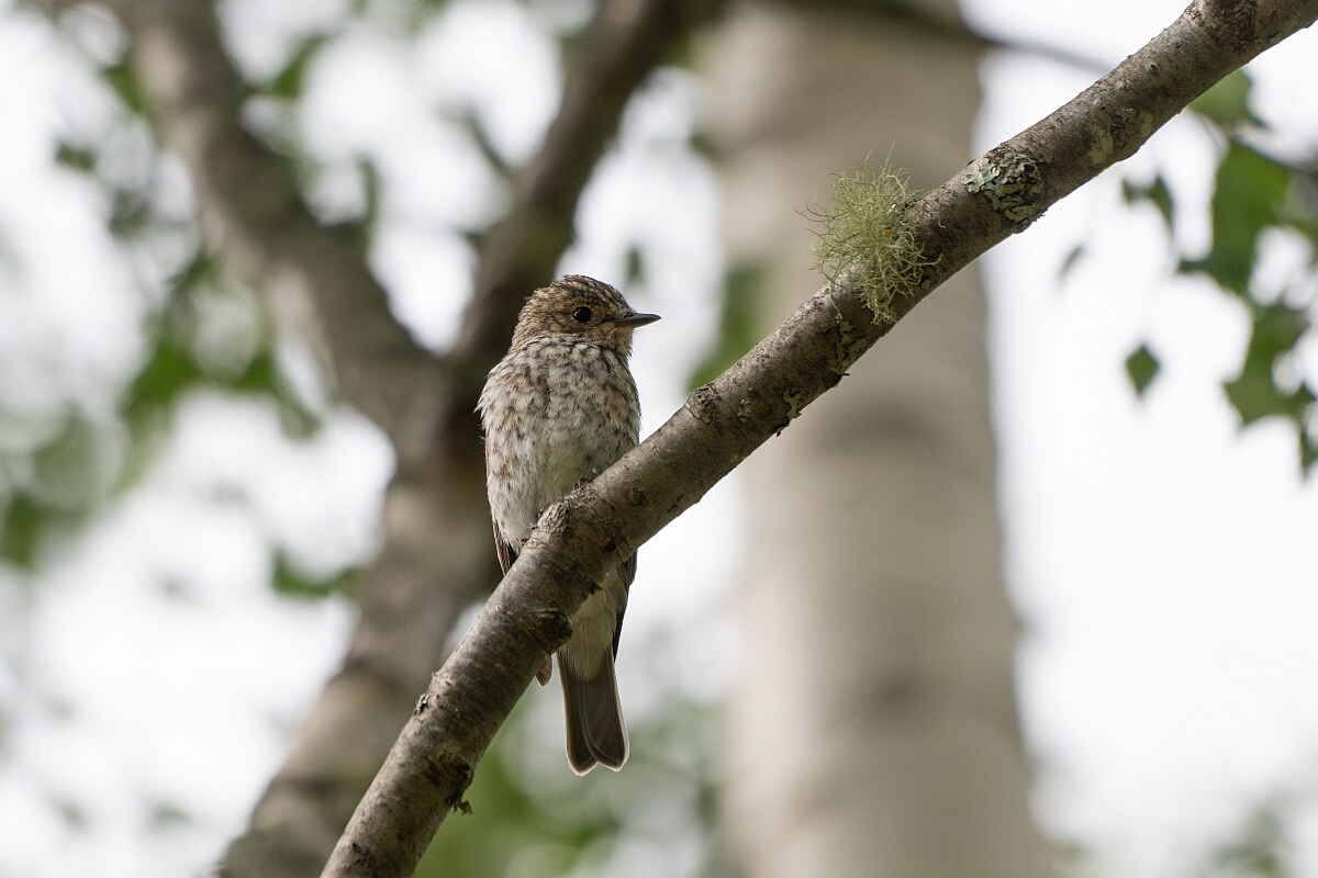 David Plant Photography - Wildlife Photography - Spotted flycatcher - P.jpg - Spotted flycatcher - Cairngorms