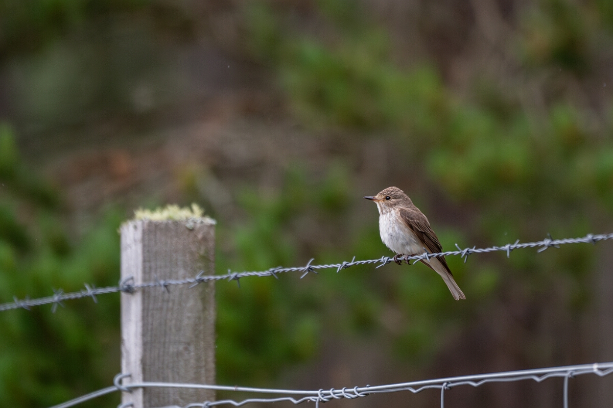 David Plant Photography - Wildlife Photography - Spotted flycatcher - R.jpg - Spotted flycatcher - Highland