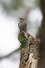 David Plant Photography - Wildlife Photography - Spotted flycatcher - A