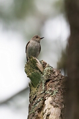 David Plant Photography - Wildlife Photography - Spotted flycatcher - B