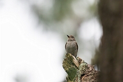 David Plant Photography - Wildlife Photography - Spotted flycatcher - C