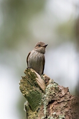 David Plant Photography - Wildlife Photography - Spotted flycatcher - F