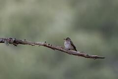 David Plant Photography - Wildlife Photography - Spotted flycatcher - G