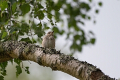 David Plant Photography - Wildlife Photography - Spotted flycatcher - H