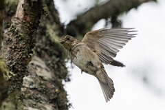 David Plant Photography - Wildlife Photography - Spotted flycatcher - K