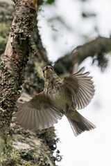David Plant Photography - Wildlife Photography - Spotted flycatcher - M