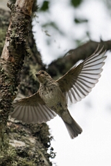 David Plant Photography - Wildlife Photography - Spotted flycatcher - N