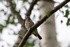 David Plant Photography - Wildlife Photography - Spotted flycatcher - O
