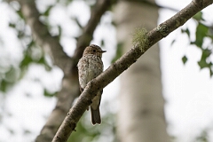 David Plant Photography - Wildlife Photography - Spotted flycatcher - P