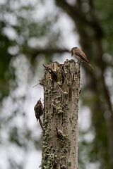 David Plant Photography - Wildlife Photography - Spotted flycatcher - Q