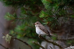 David Plant Photography - Wildlife Photography - Spotted flycatcher - S
