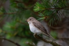 David Plant Photography - Wildlife Photography - Spotted flycatcher - T