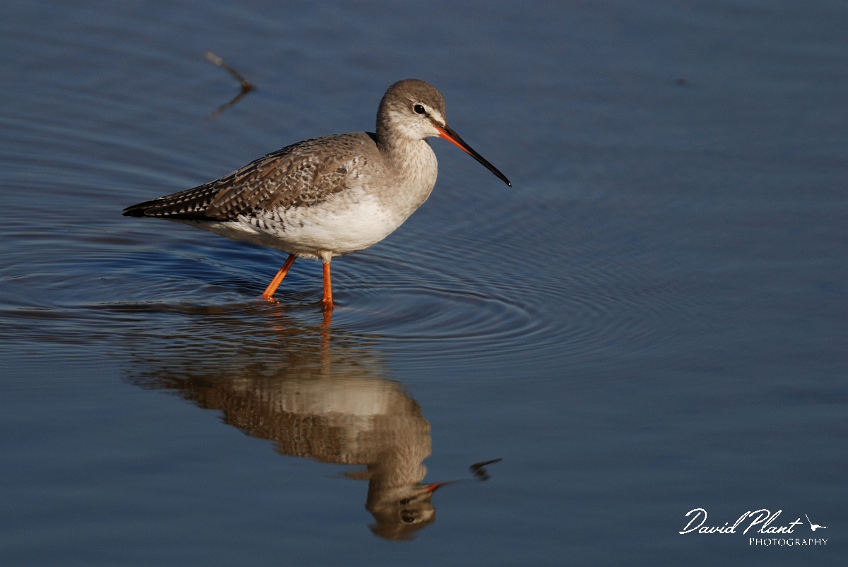 David Plant Photography - Wildlife Photography - Spotted redshank - A.jpg - Spotted redshank - Norfolk