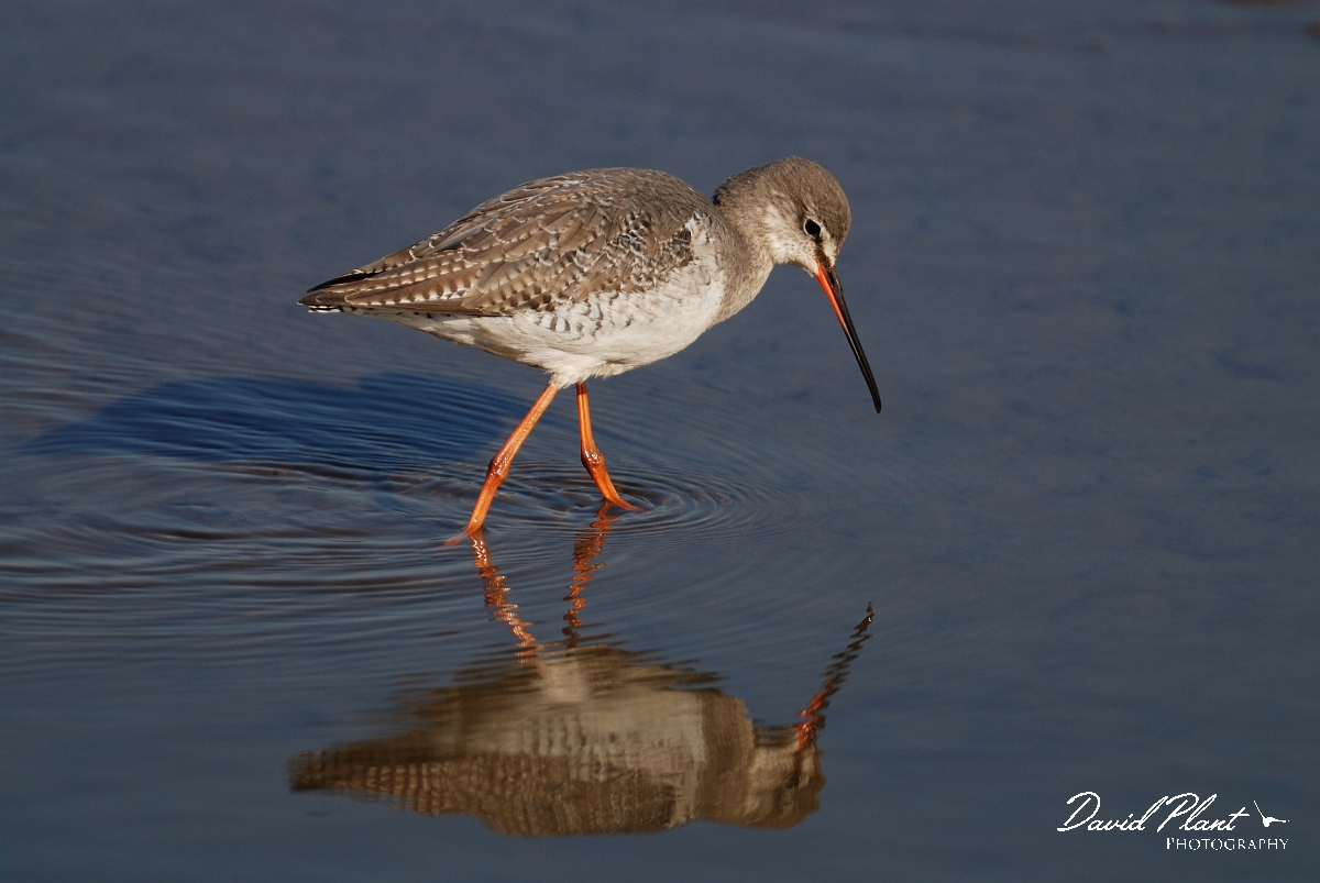 David Plant Photography - Wildlife Photography - Spotted redshank - B.jpg - Spotted redshank - Norfolk