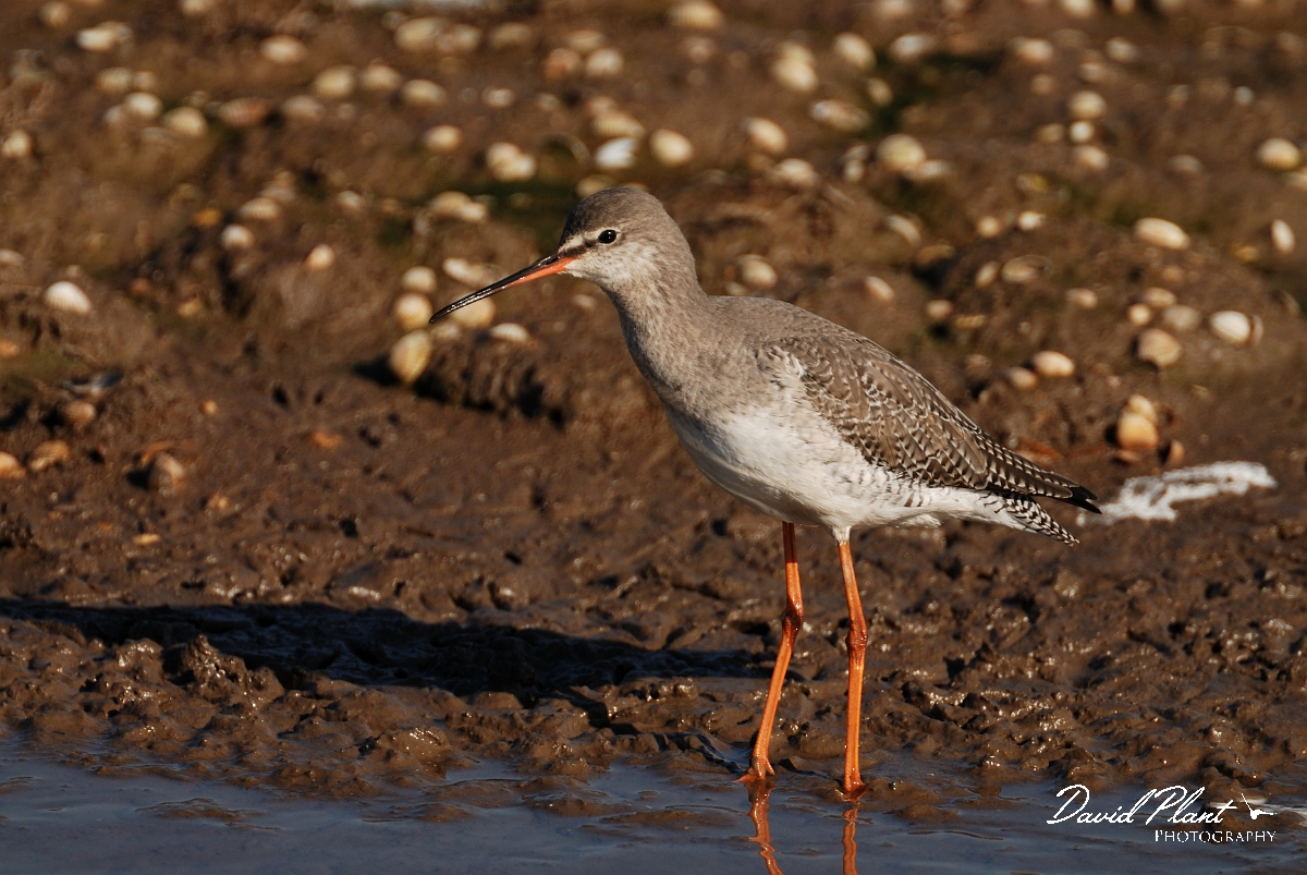 David Plant Photography - Wildlife Photography - Spotted redshank - C.jpg - Spotted redshank - Norfolk