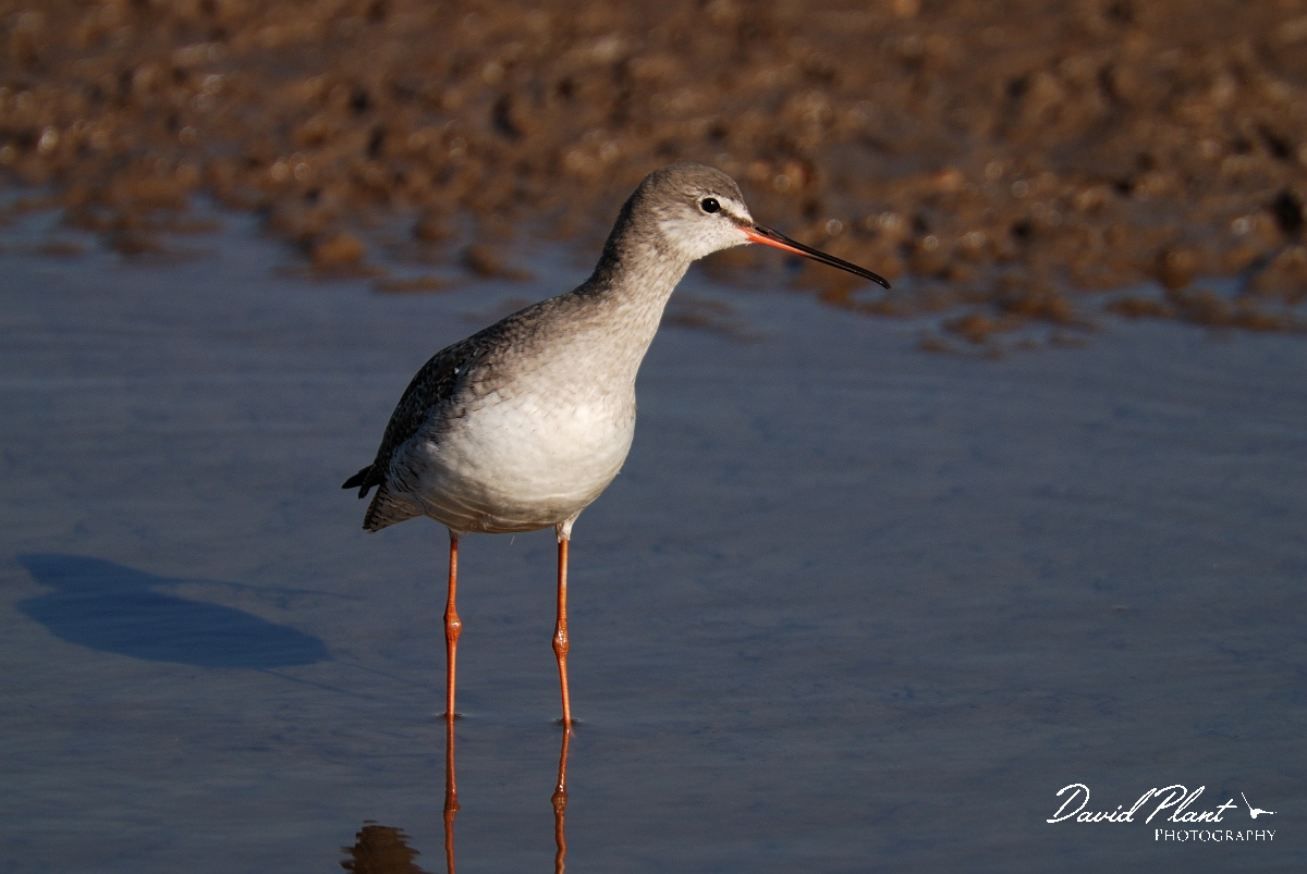 David Plant Photography - Wildlife Photography - Spotted redshank - D.jpg - Spotted redshank - Norfolk